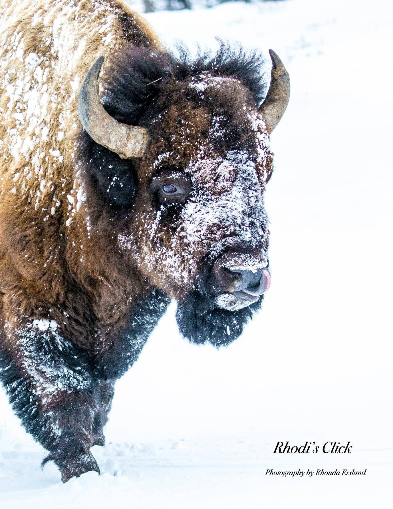 A bison standing in a snowy landscape.
