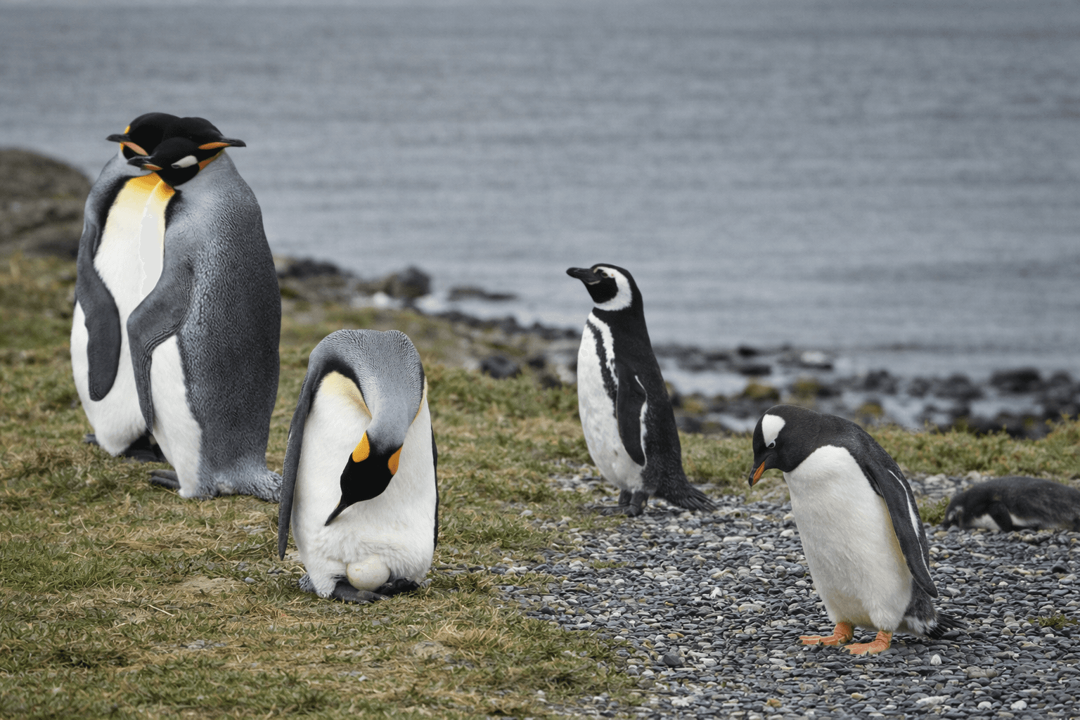 A king penguin protecting an egg.