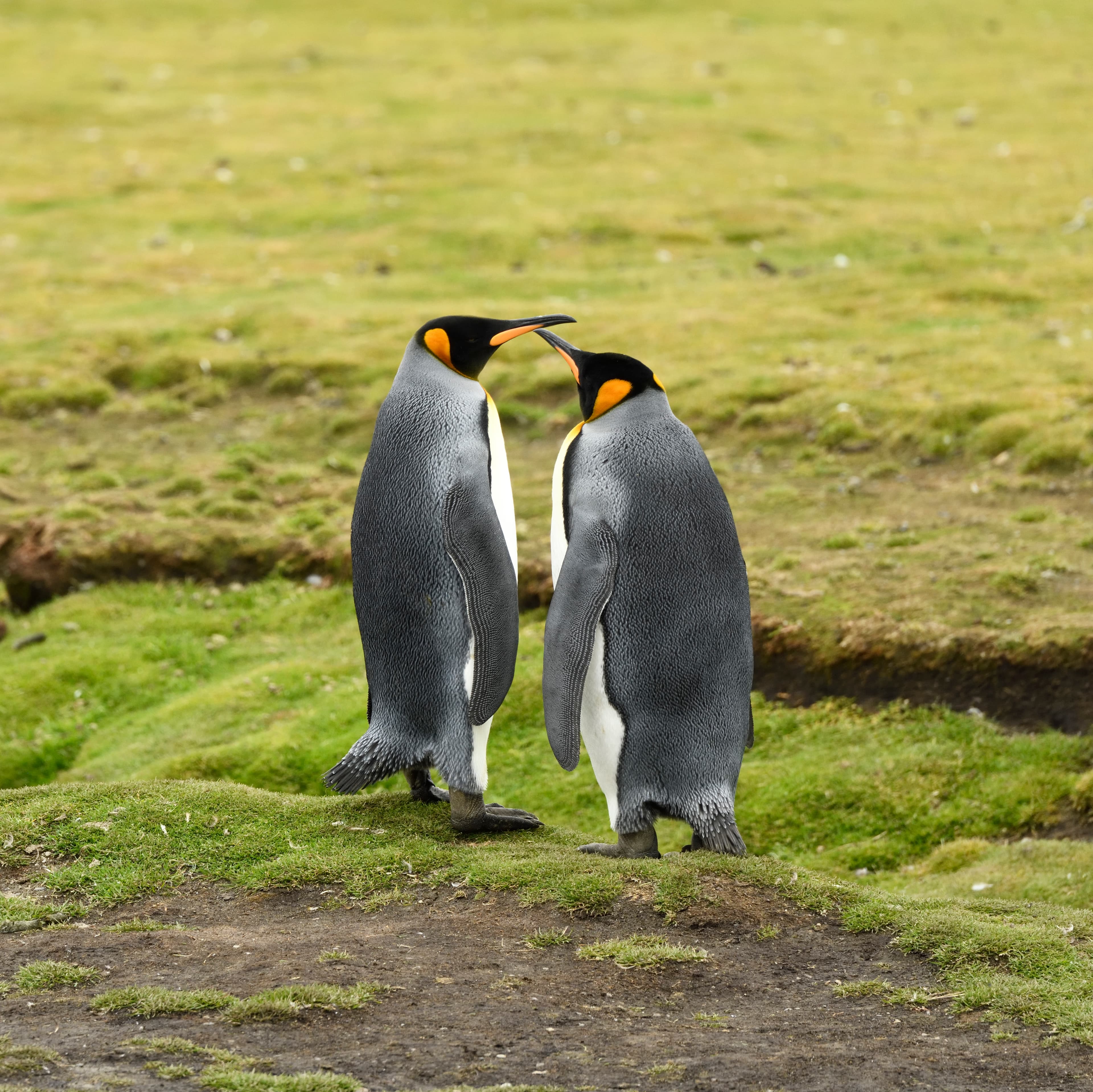 Two king penguins facing one another on a green Falkland Islands landscape.
