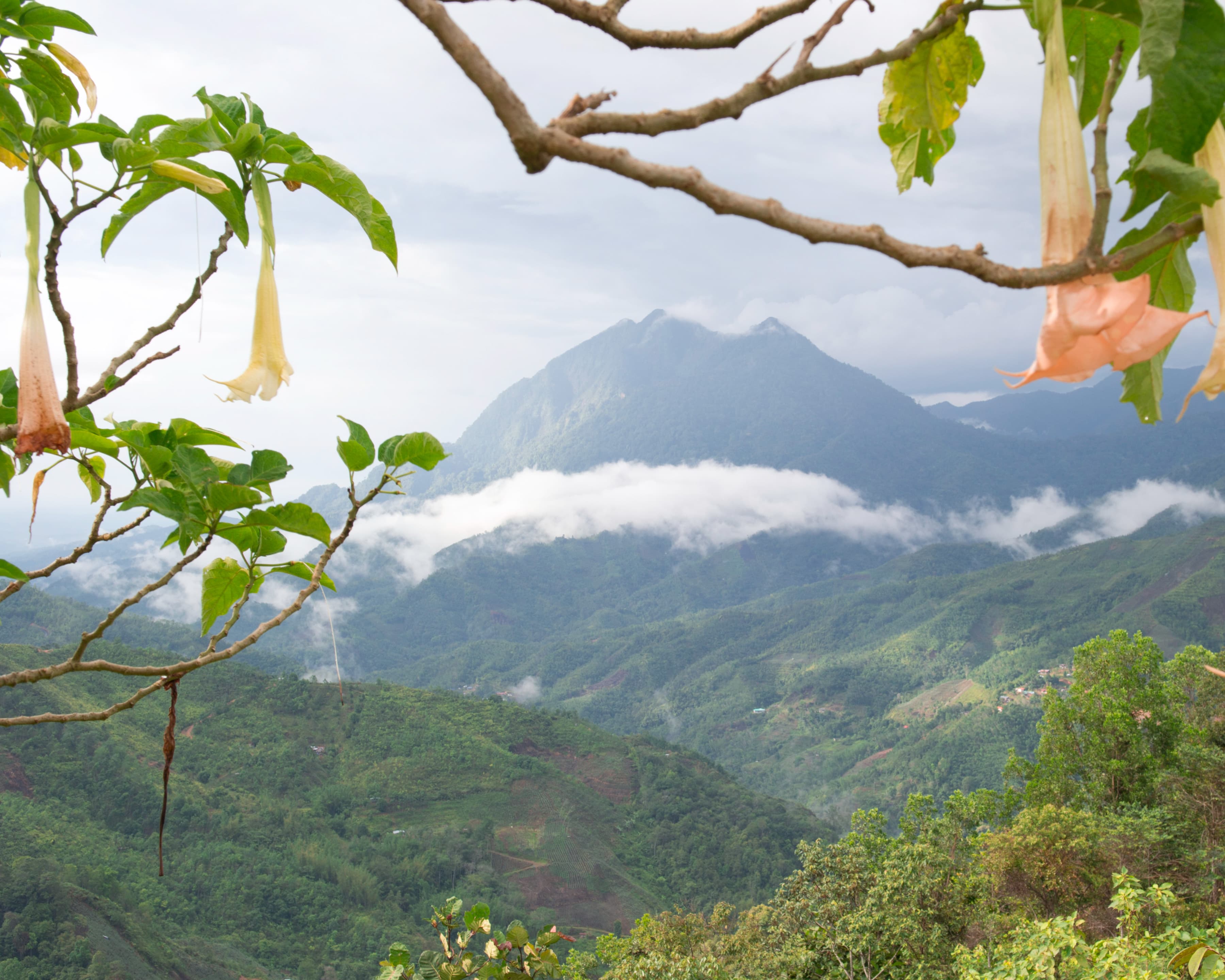 A mountain and tropical landscape photograph from Malaysia.