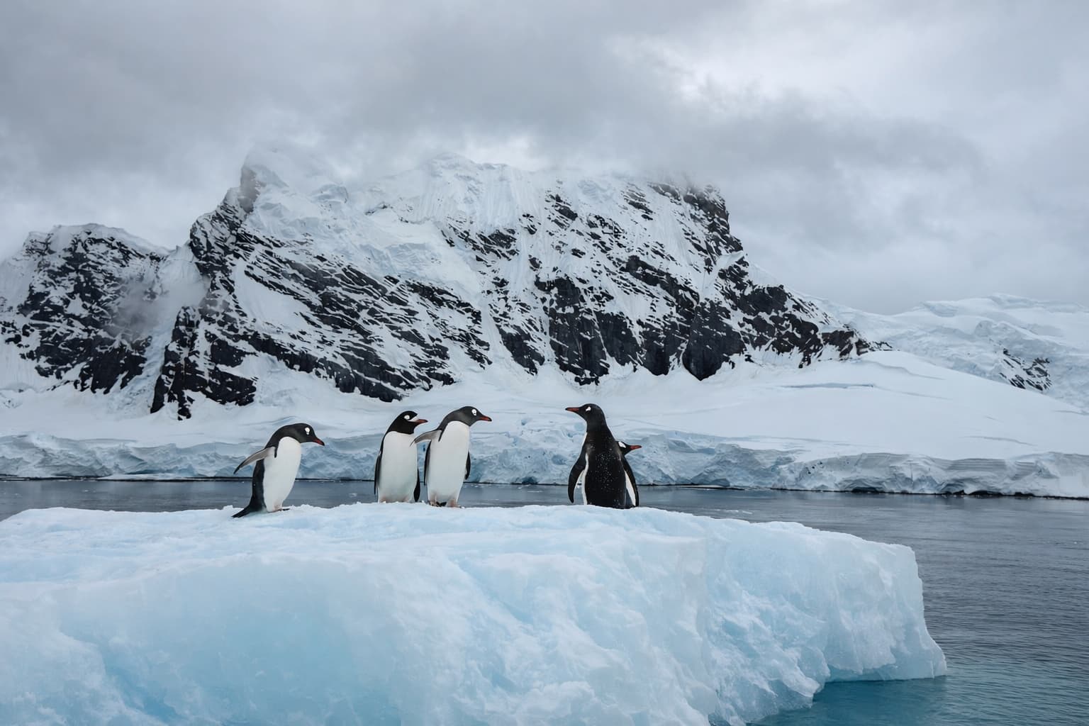 Penguins gathered near an iceberg in the Antarctic Peninsula.