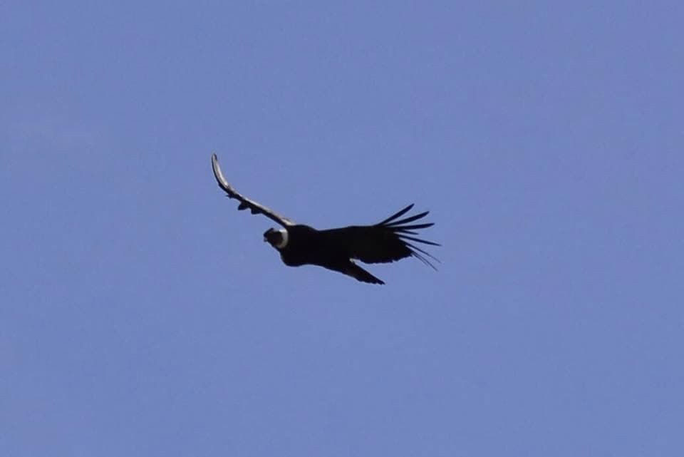 An Andean condor soaring above Torres del Paine.