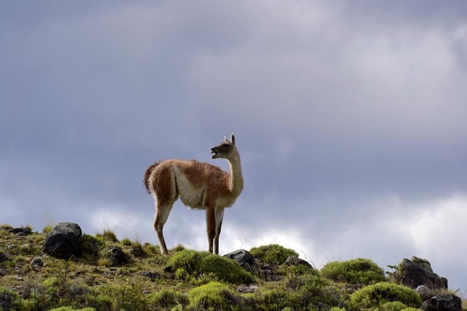 A lone guanaco standing in Torres del Paine National Park.