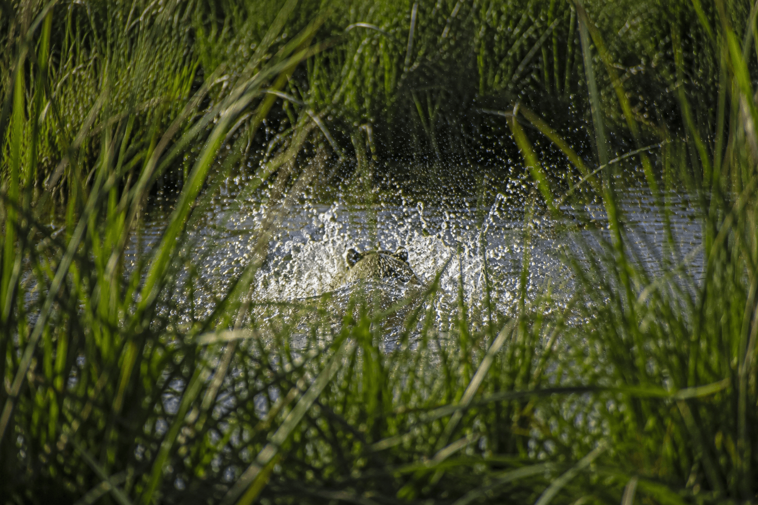 A capybara moving into the river in Uruguay.