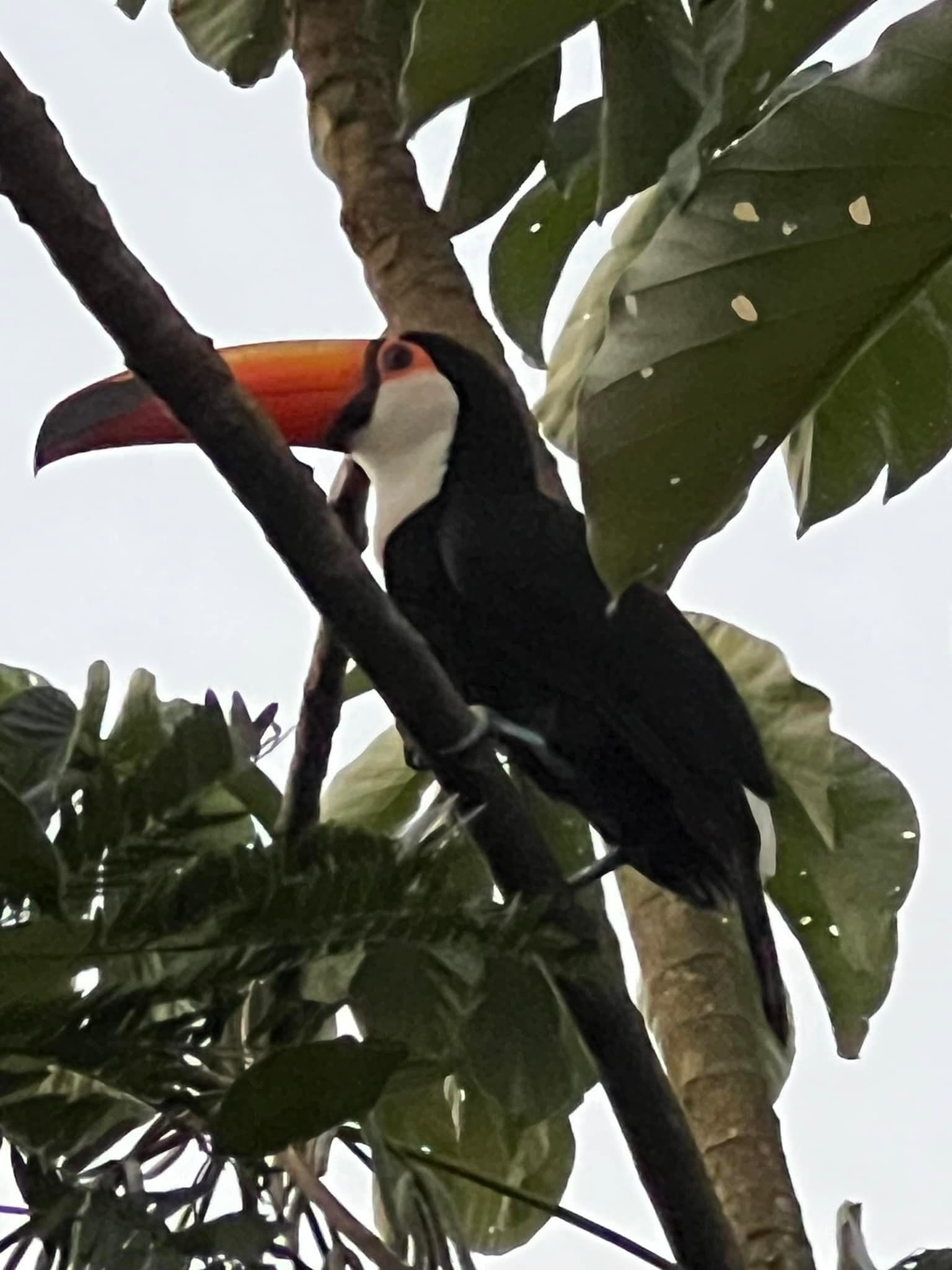 A toucan photographed in Uruguay.